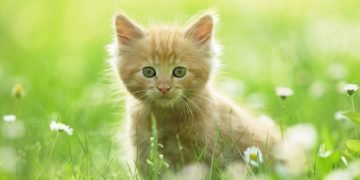 பூனை குறுக்கே சென்றால் அபசகுனமா?